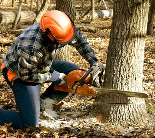 Tree Removal in Paris, OH